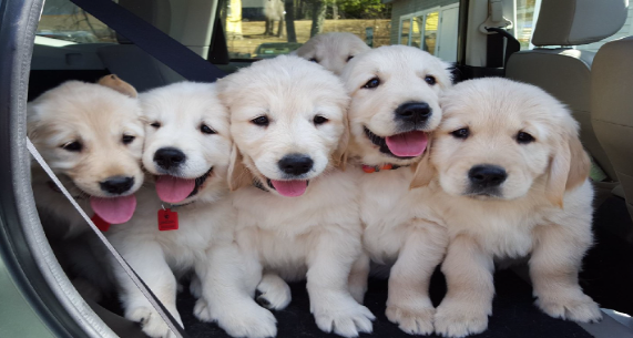 Picture of Puppies